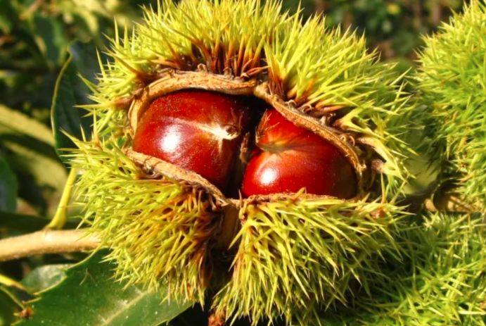 板栗的故事  秋風一起，落葉紛飛